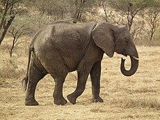 Elephant in Tanzania 0898 Nevit.jpg