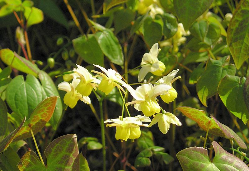 File:Elfenblume (Epimedium x versicolor).jpg