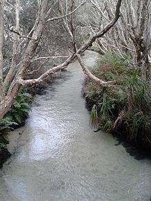 Eli creek fraser island.jpg