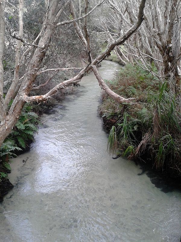 Eli Creek is the largest creek on the eastern beach of Fraser Island