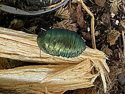 Emerald cockroach (Pseudoglomeris magnifica), Entomica.jpg