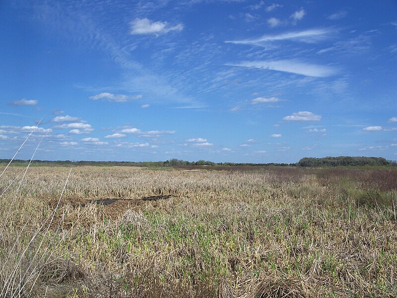 File:Emeralda Marsh Wood Duck07.jpg