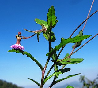 <i>Emilia reddyi</i> Species of flowering plant