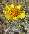 Encelia virginensis