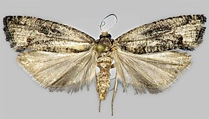 Epinotia maculana.jpg