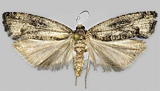 <i>Epinotia maculana</i> Species of moth