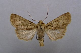 <i>Epipsilia latens</i> Species of moth