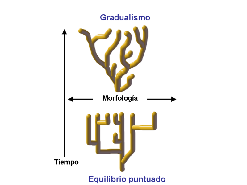 File:Equilibrio puntuado es.png