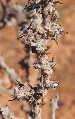 Eremophea spinosa fruit.jpg