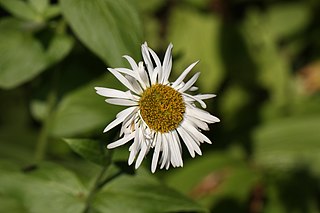 <i>Erigeron aliceae</i> Species of flowering plant