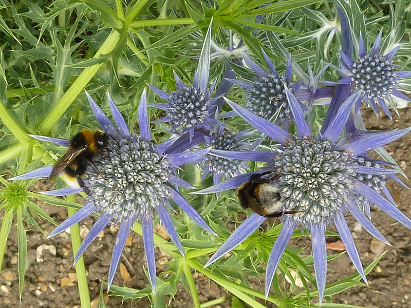 File:Eryngium bourgatii (Umbelliferae) flowers and bees.JPG