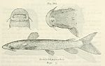 Miniatuur voor Euchilichthys guentheri