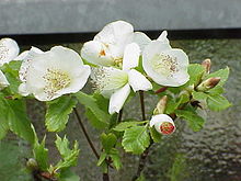 Eucryphia glutinosa2.jpg