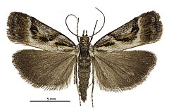 Eudonia hemicycla male.jpg