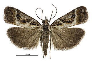 <i>Eudonia hemicycla</i> species of insect