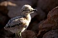 Eurasian Stone-curlew chick (Burhinus oedicnemus).jpg