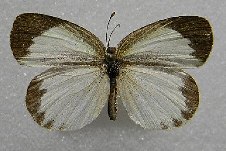 Eurema daira