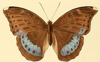 <i>Bebearia demetra</i> Species of butterfly