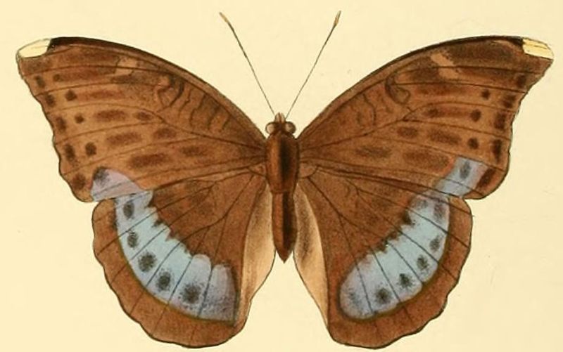 File:Euriphene soemis.JPG