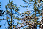 Thumbnail for File:Evening grosbeak - 51373322789.jpg