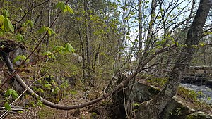 This is an image taken of a tree from Central Minnesota. The tree was on the face of a hill and had blown over in a storm or fell over due to erosion in the soil surrounding it. The tree continues to grow however, and because it was horizontal, its growth exhibits gravitropism which can be seen in its arched growth.
