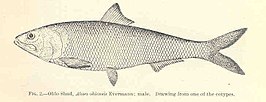 Alosa alabamae