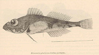 <i>Ricuzenius</i> Genus of fishes