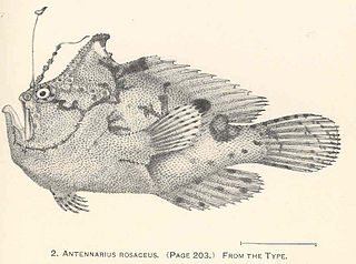 <i>Abantennarius rosaceus</i> Species of fish