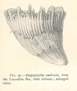 Caryophyllia ambrosia