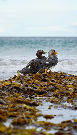 Falklands Steamer duck pair (51051858066).jpg