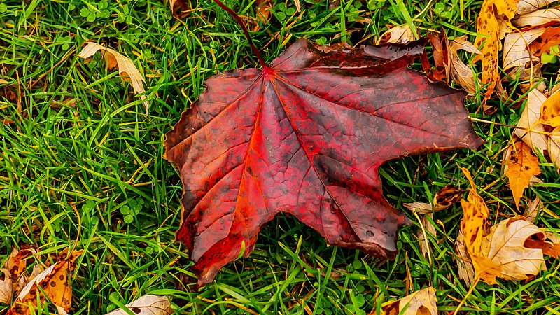 File:Fall colors Lamoureux Park Walkway (38190445232).jpg