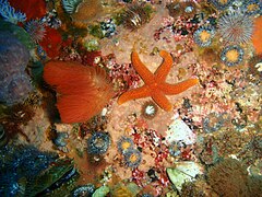 Fanworm and starfish