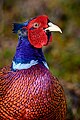 * Nomination male pheasant --Stephan Sprinz 14:52, 12 June 2023 (UTC) * Promotion  Support Good quality. --MVmath20 17:07, 12 June 2023 (UTC)