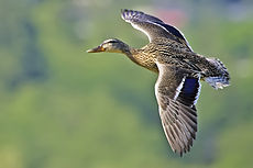 Female mallard flight - natures pics.jpg
