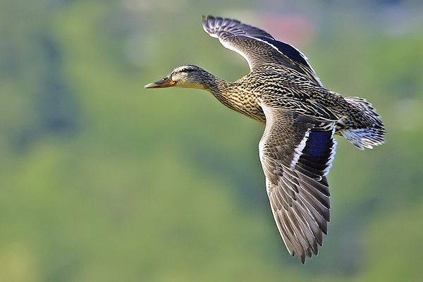 Female mallard duck