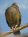 Female white throated ground dove 099.jpg