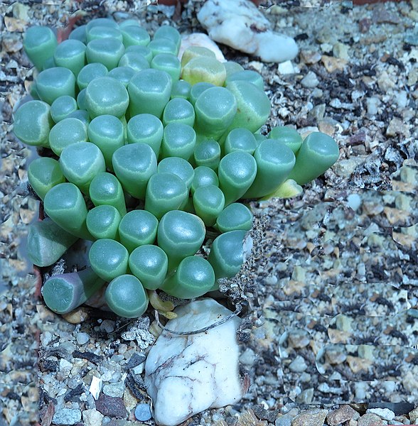 File:Fenestrate leaves of Fenestraria aurantiaca IMG 3851c.jpg