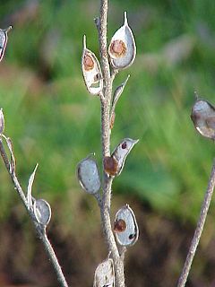 Fibigia clypeata1.jpg