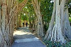 Ficus altissima allee - Marie Selby Botanical Gardens - Sarasota, Florida - DSC01331.jpg