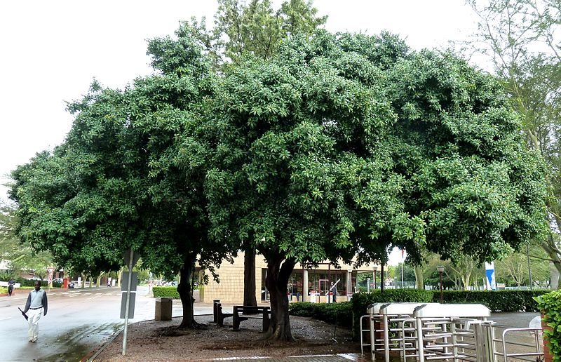 File:Ficus thonningii, habitus, Tuks.jpg