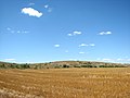 Field - panoramio - Wolodymyr Lavrynenko (1).jpg