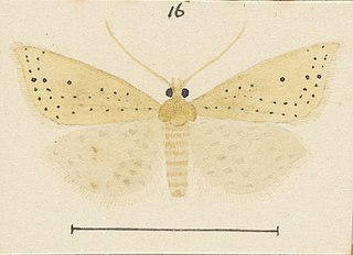 <i>Epichorista elephantina</i> Species of moth