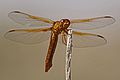 Flame Skimmer - Libellula saturata, Narodowy Rezerwat Przyrody Bitter Lakes, Roswell, Nowy Meksyk - 7300110196.jpg