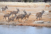 Fleeing Kudu at Etosha National Park in Namibia Fleeing Kudu at Etosha, Namibia.jpg