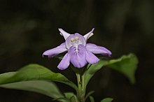 Flickr - João de Deus Medeiros - Clistax brasiliensis.jpg