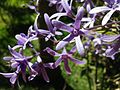 Petrea