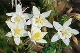 Aquilegia caerolea (Ranunculaceae) Columbine