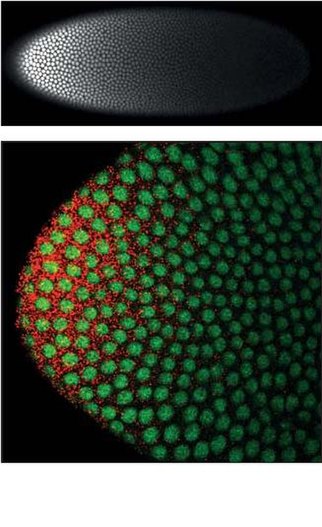  Bicoid mRNA is localized to the anterior pole of the Drosophila oocyte (St. Johnston et al., 1989). Bicoid protein enters the nuclei and forms a nuclear gradient from anterior to posterior (Driever and Nusslein-Volhard, 1988). The top photograph shows the nuclear Bicoid protein gradient in a fixed transgenic Drosophila embryo carrying a bicoid–GFP fusion gene. In these embryos the concentration of Bicoid protein could be accurately measured either by the intensity of the autofluorescence of the GFP protein itself (not shown) or by the intensity of fluorescence of an anti-GFP antibody tagged with a fluorescent dye, as shown in a surface view of the embryo here. The lower photograph shows the anterior tip of a fixed transgenic Drosophila embryo carrying a bicoid–GFP fusion gene labeled with fluorescently-tagged cDNA probes that bind bicoid mRNA molecules. Green color shows autofluorescence of the GFP protein in the nuclei, red color shows packages of multiple bicoid mRNA molecules in the anterior cytoplasm. Methods described in Little et al. (2011). References: Driever, W.; Nüsslein-Volhard, C. (1988). "The bicoid protein determines position in the Drosophila embryo in a concentration-dependent manner". Cell 54: 95. doi:10.1016/0092-8674(88)90183-3 St Johnston D, Driever W, Berleth T, Richstein S, Nusslein-Volhard C (1989). Multiple steps in the localization of bicoid RNA to the anterior pole of the Drosophila oocyte. Development 107 Suppl: 13–19. Little SC, Tkačik G, Kneeland T, Wieschaus EF, Gregor T (2011). The formation of the Bicoid morphogen gradient requires protein movement from anteriorly localized mRNA. PLoS Biology 9(3), e1000596.