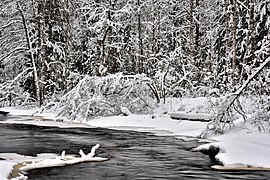 Trees in snow – River beaches