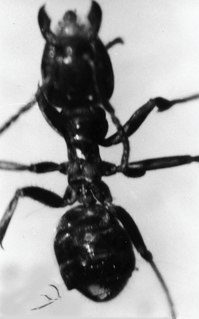 <i>Azteca alpha</i> Species of ant
